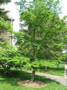 Pseudolarix Amabilis Seeds