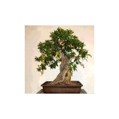 Punica Granatum Nana (Dwarf Pomegranate)