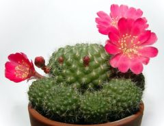 Rebutia Minuscula