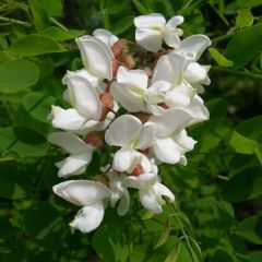 Robinia Pseudoacacia Flowers (Black Locusts)