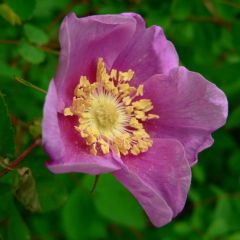 Rosa Nutkana (Nootka Rose)