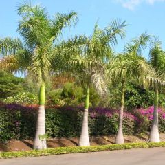 Roystonea Regia Seeds (Oreodoxa Regia Seeds, Roystonea Elata Seeds, Royal Palm Seeds)