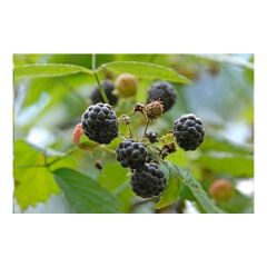 Blackcap Raspberry Seeds, Western Raspberry