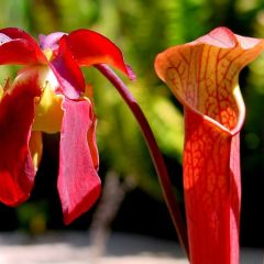 Sarracenia Rubra Gulfensis Seeds (Red Pitcher Plant, Sweet Pitcher Plant)
