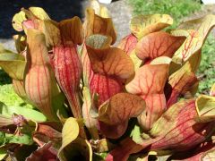 Sarracenia Purpurea Venosa Burkii Seeds (Sarracenia Rosea Seeds)