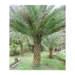 Silver Date Palm Seeds