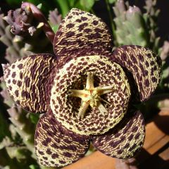 Stapelia Variegata Seeds (Orbea Variegata)