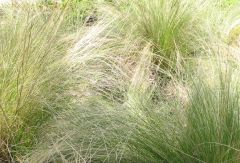 Nassella Tenuissima Seeds (Stipa Tenuissima, Mexican Feather Grass Seeds)