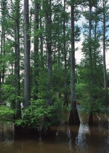Taxodium Distichum (Bald Cypress)