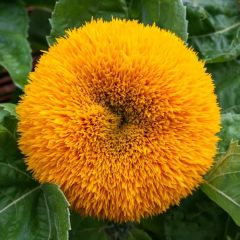 Helianthus Annuus Teddy Bear Seeds (Sunflower Teddy Bear Seeds)