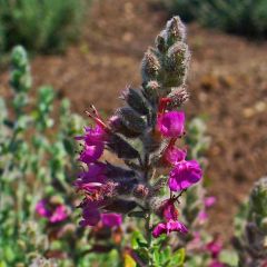 Graines Teucrium Marum (Graines Germandrée Marum, Herbe aux chats)