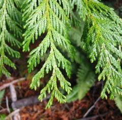Western Red Cedar (Thuja plicata)