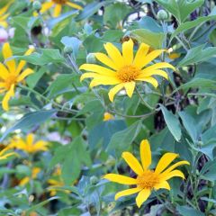 Graines Tithonia Diversifolia (Graines Tournesol Mexicain)
