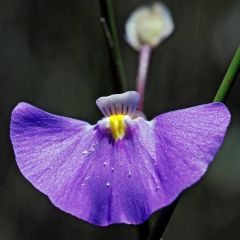 Utricularia Volubilis (Twining bladderwort)
