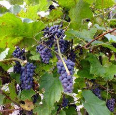 Vitis Amurensis Seeds (Amur Grape Seeds)