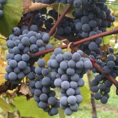 Graines Vitis Vinifera (Graines Vigne Commune)