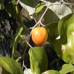 Ziziphus Mauritiana  (Indian Jujube)