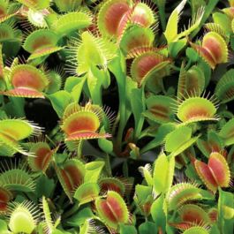 E18 VENUS FLYTRAP SEEDS Dionaea muscipula 6 graines de Dionée attrape-mouche 