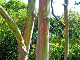 100pcs Rainbow Eucalyptus Seeds Bonsai Tree Seeds Garden HATCHMATIC Germination Seeds 