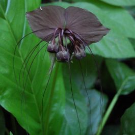 Tacca chantrieri 10 Fresh Seeds Black Bat Flower 