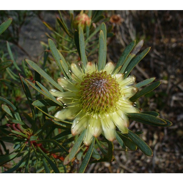 Protea Scolymocephala