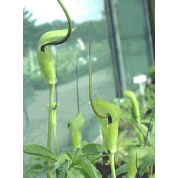 Arisaema Tortuosum (Whipcord Cobra Lily)