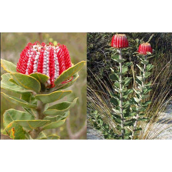 Banksia Coccinea (Scarlet Banksia)