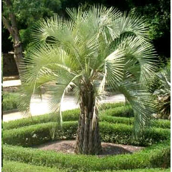 Butia Capitata Nana Seeds (Jelly Palm Seeds, Pindopalm Seeds, Wine Palm