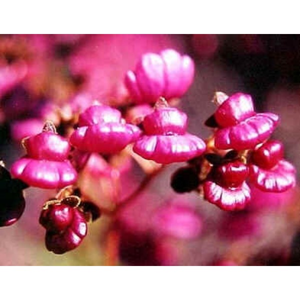 Pocketbook Flower - (Calceolaria Purpurea)