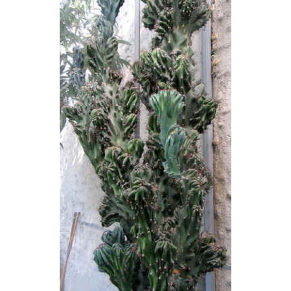 Cereus Peruvianus Monstruosus