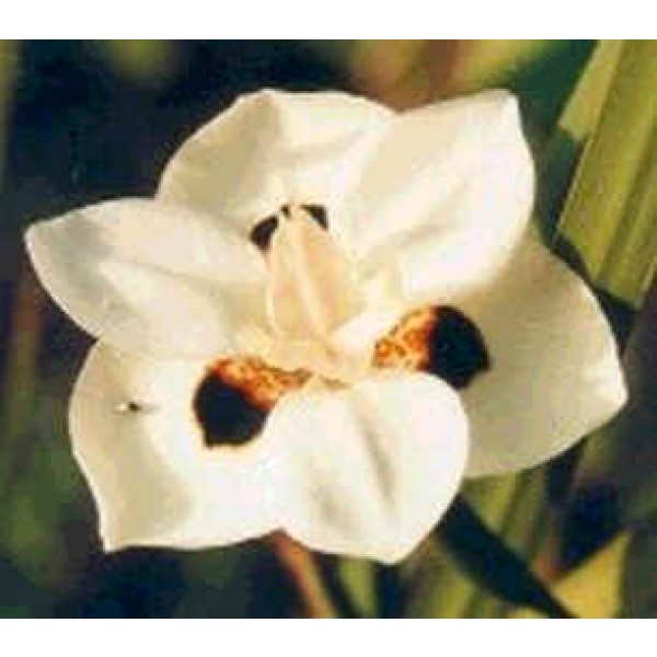 Dietes Bicolor (Fortnight Lily, Yellow Wild Iris) 