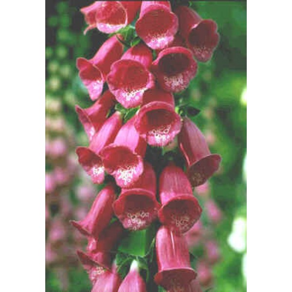 Buy Purple Foxglove Seeds Rarexoticseeds