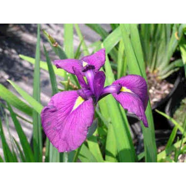 Buy Japanese Iris Seeds Online Rarexoticseeds