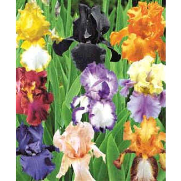 Iris Germanica (Iris Barbata, Bearded Iris)