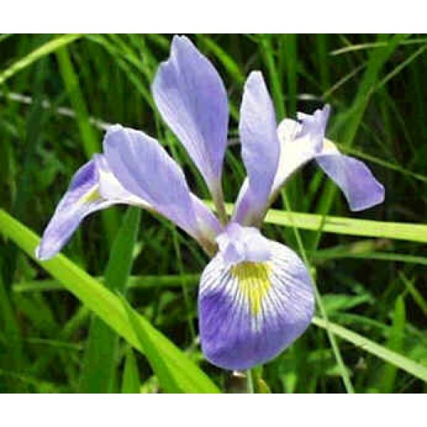 Iris Virginica Shrevei (Southern Blue Flag Iris)