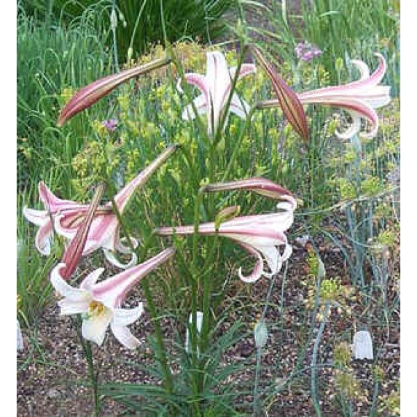 Lilium Formosanum Pricei (Lily)