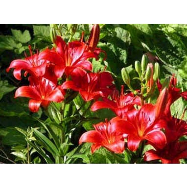 Lilium Roter Cardinal Hybrids Mix (Lily Roter Cardinal)