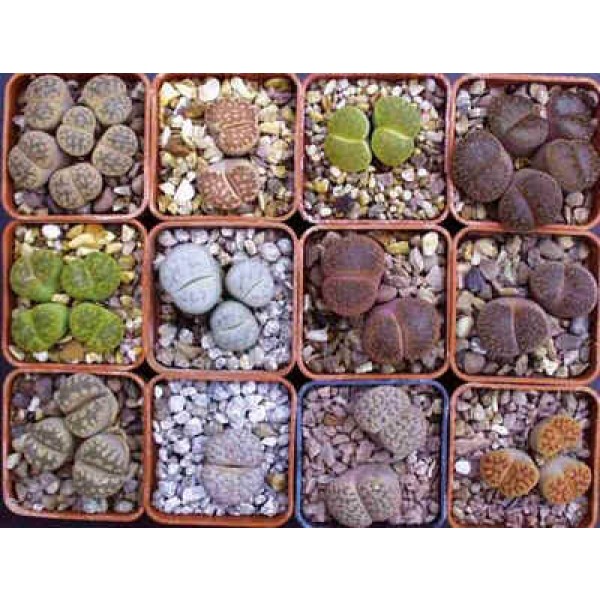 100 Rare Mix Lithops Seeds Living Stones Succulent Cactus Green Bulk Seed D3X6