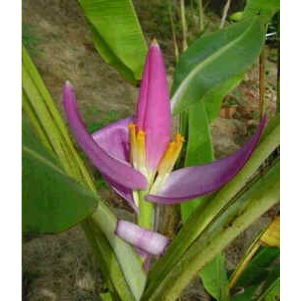 Musa Violacea (Violet Banana)