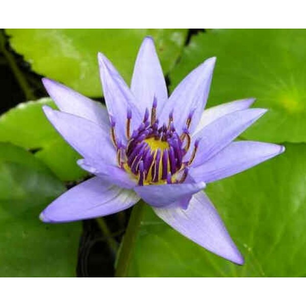  Nymphaea Colorata Blue (Blue Pigmy Water Lily)