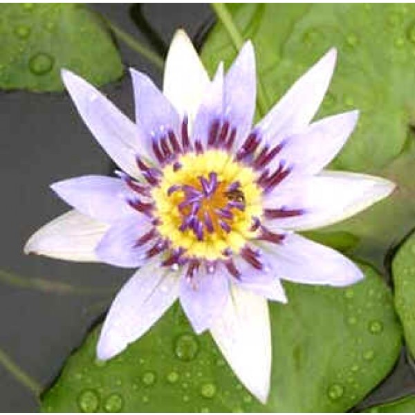 Nymphaea Colorata White (White Pigmy Water Lily)