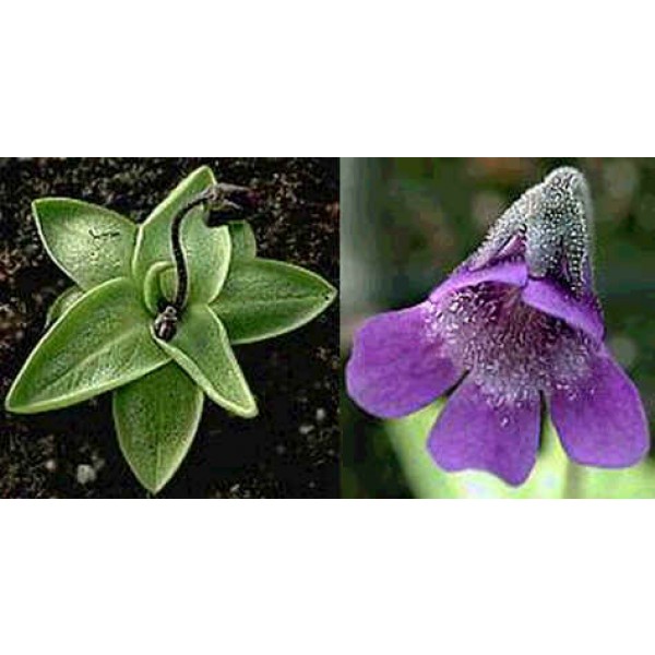 Pinguicula Vulgaris Seeds Butterwort, Steepgrass, Valentine's