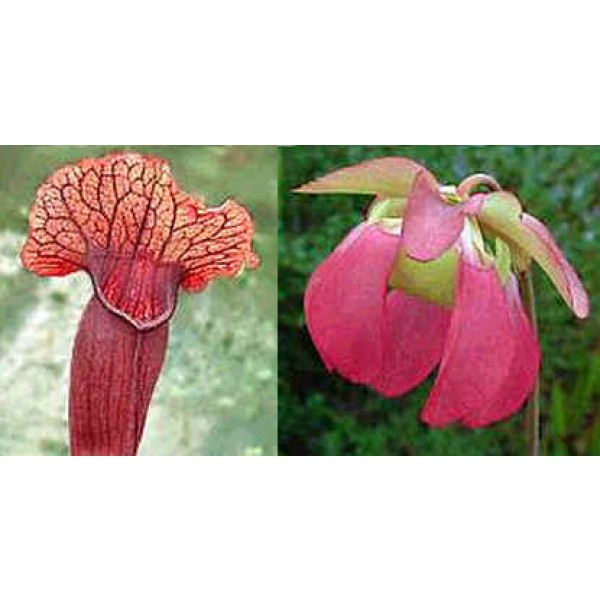 Sarracenia Seeds Flava X Sarracenia Purpurea Venosa Seeds Sarracenia flava is known as the yellow trumpet plant. sarracenia flava x sarracenia purpurea venosa seeds