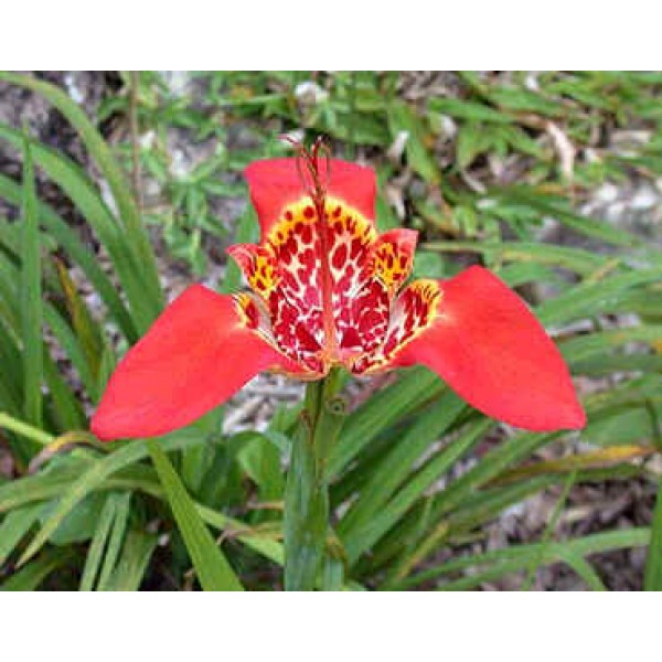 Tigridia Pavonia (Tiger Flower)