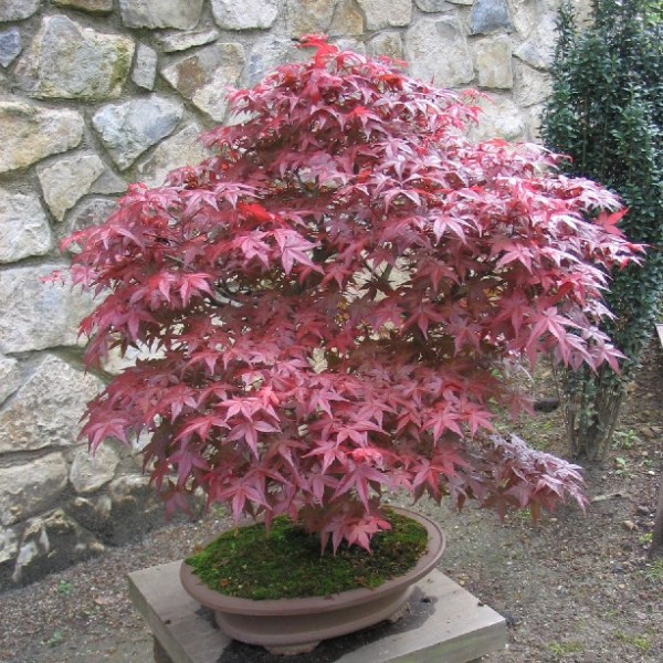 Acer Palmatum Atropurpureum (Redleaf Maple) 