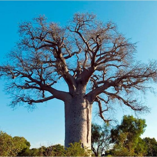 Adansonia Madagascariensis Baobab Tree