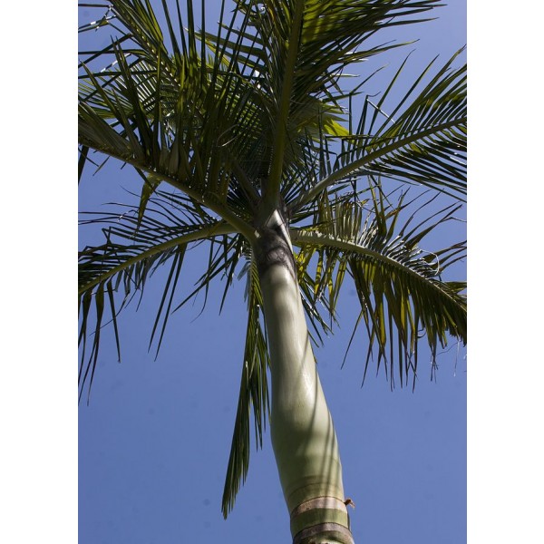 Archontophoenix Alexandrae (King Palm, Alexander Palm, Alexandra Palm)