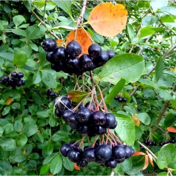 Black Chokeberry Seeds