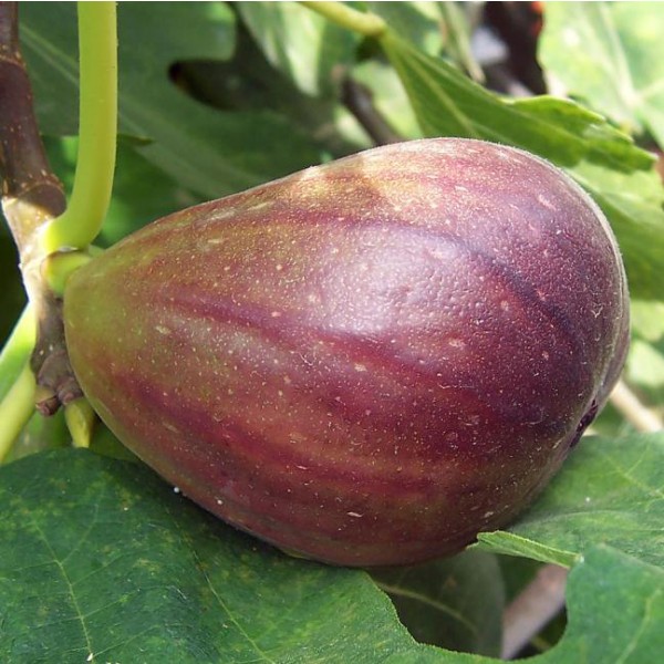 Common Fig Seeds