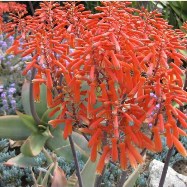 Aloe Striata Seeds (Coral Aloe)